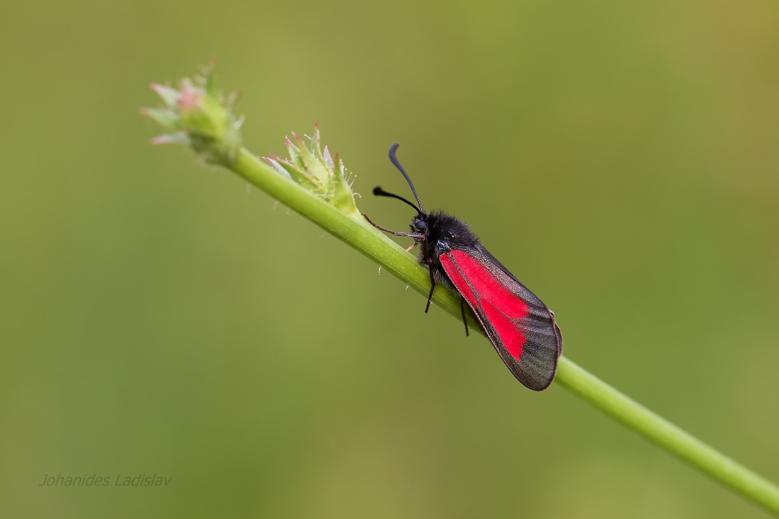 Zygaena brizae