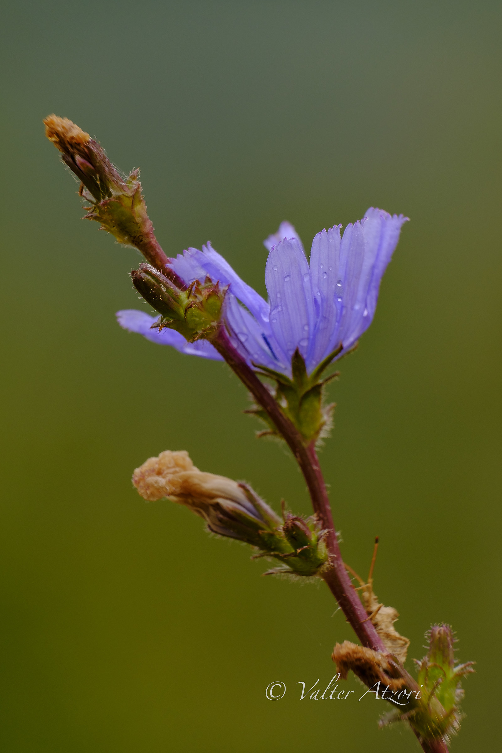 Radicchio flower