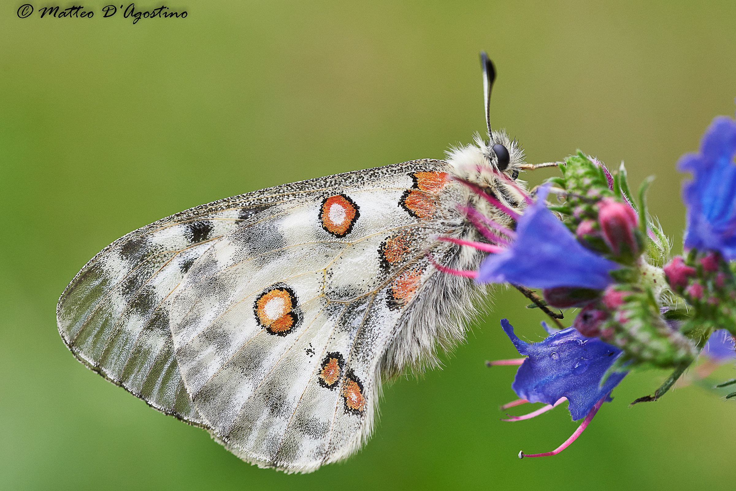 Parnassius apollo su Echium vulgare