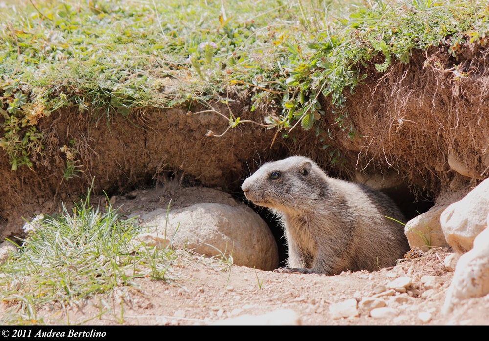 little marmot