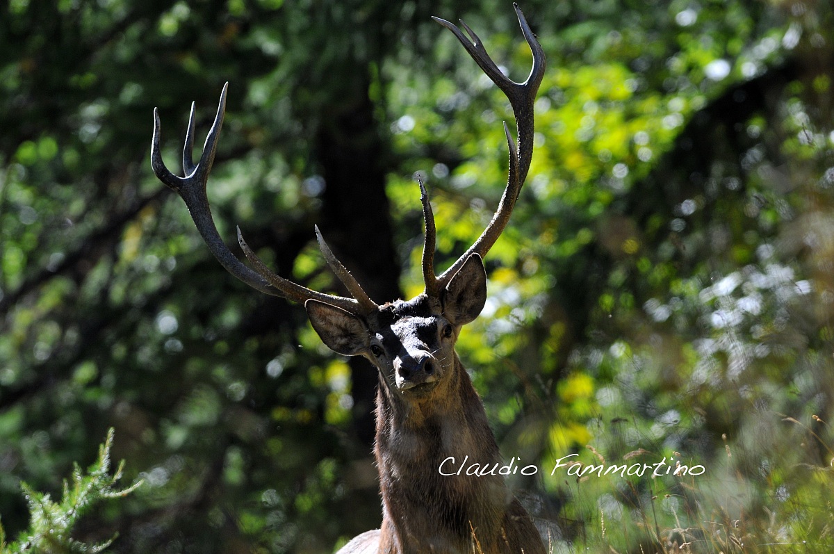 Cervo maschio nel periodo del bramito