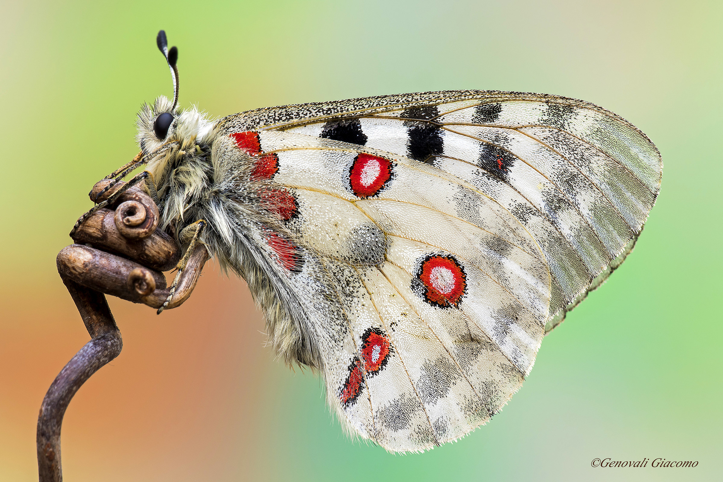 The queen of the mountain ... the APOLLO