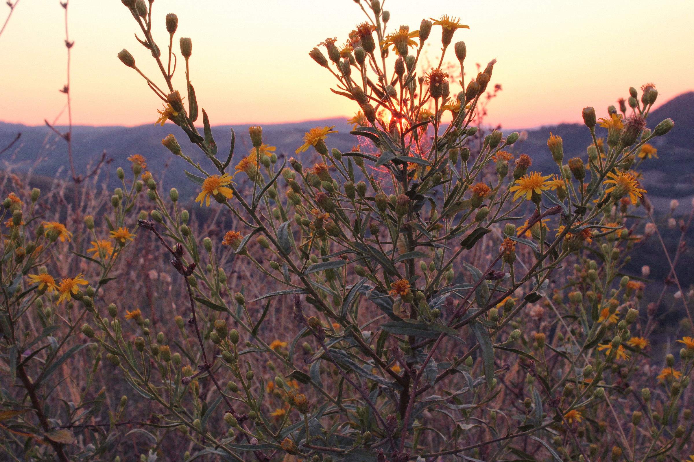 The sunset as seen from the flowers