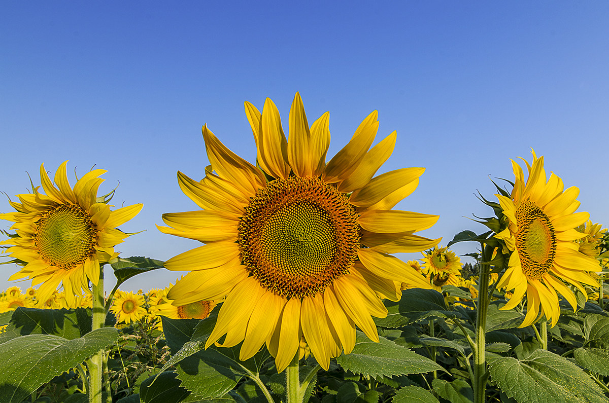 un podio di girasoli