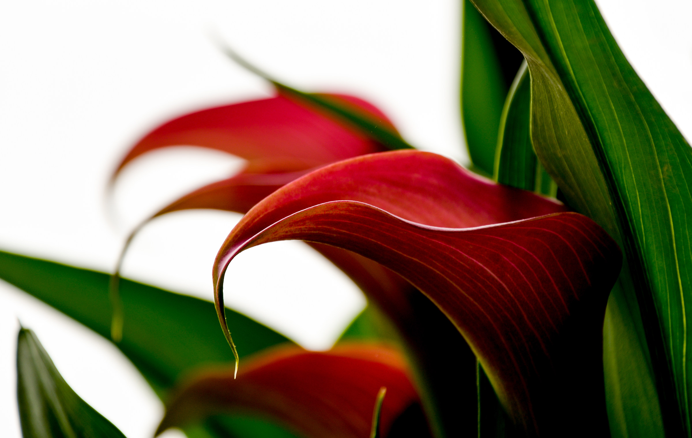 Calla Lily Curves