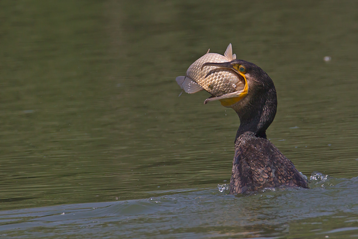 cormorano con carpa