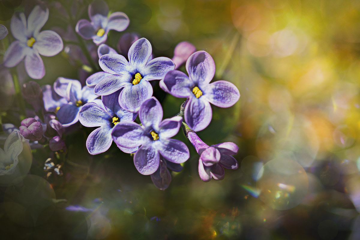 Sirynga Vulgaris (Lilla)