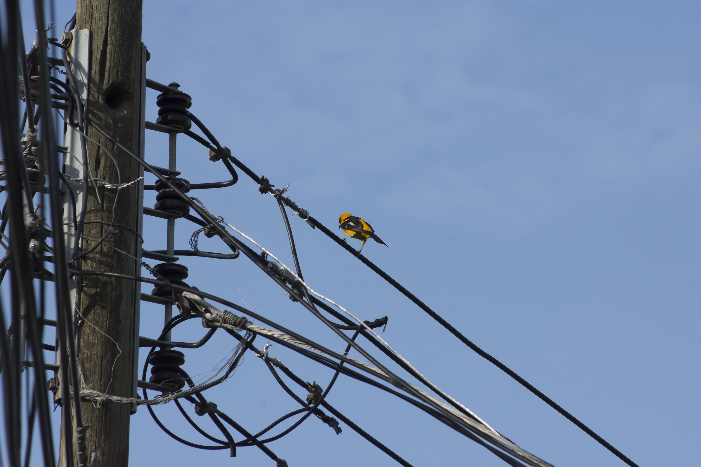 Icterus pectoralis (San Pedro Sula, Honduras)
