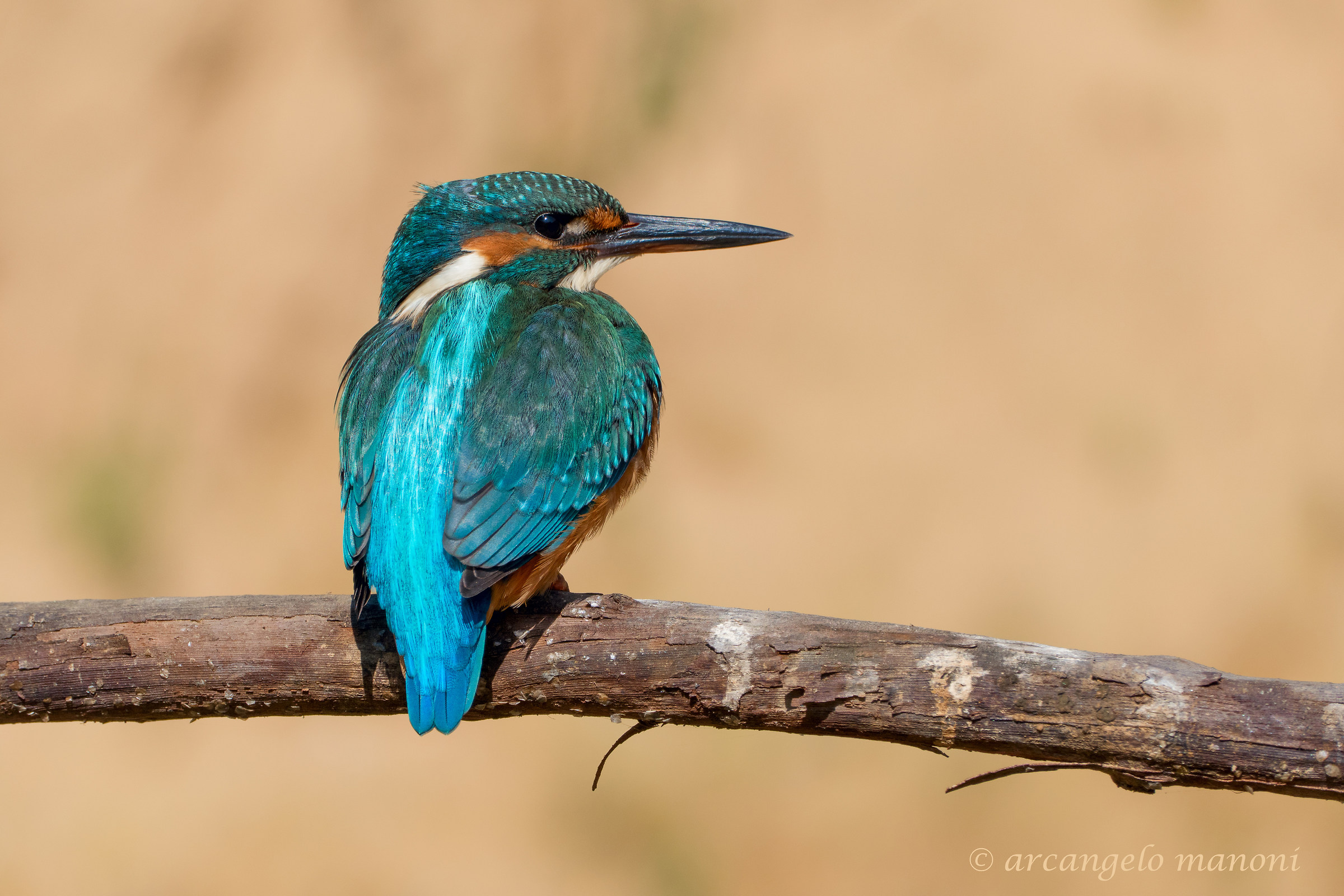 Il profilo del martino