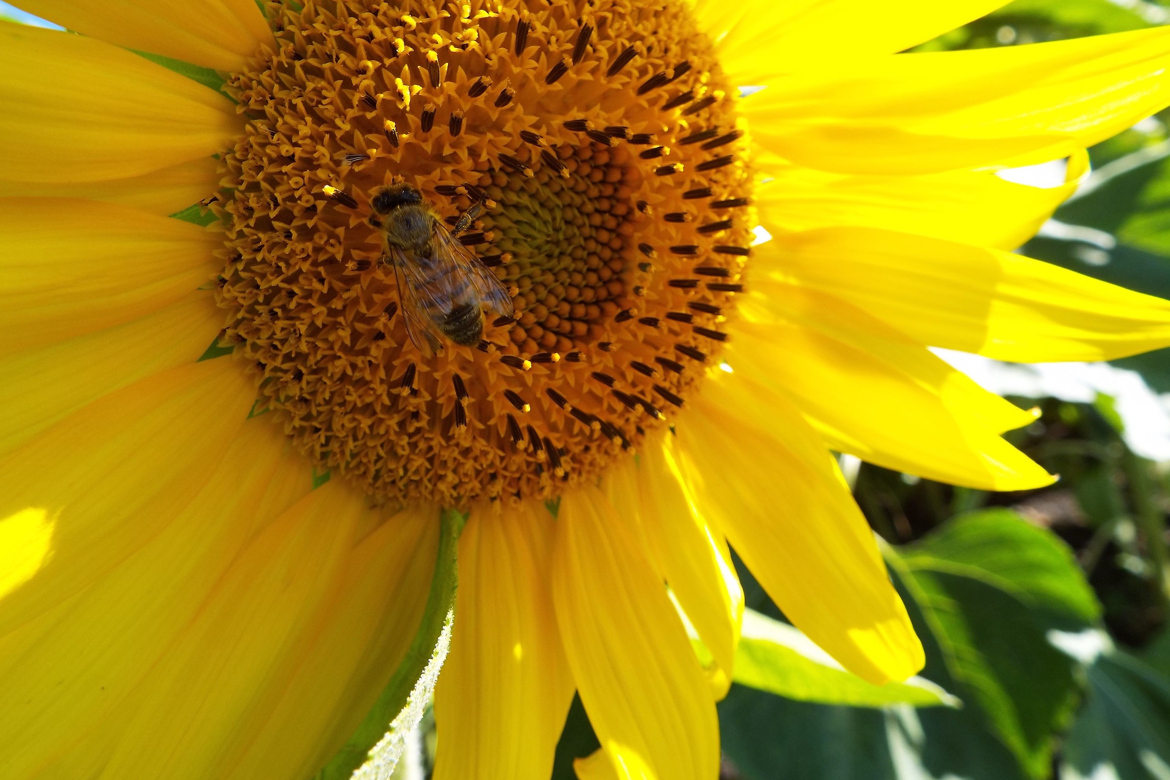 But what goodness but what goodness ...