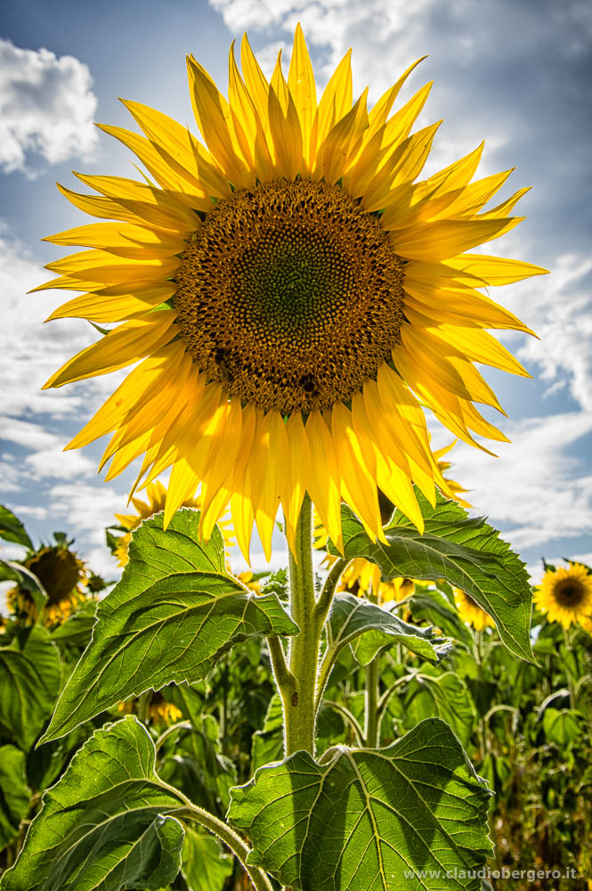 Sunflower