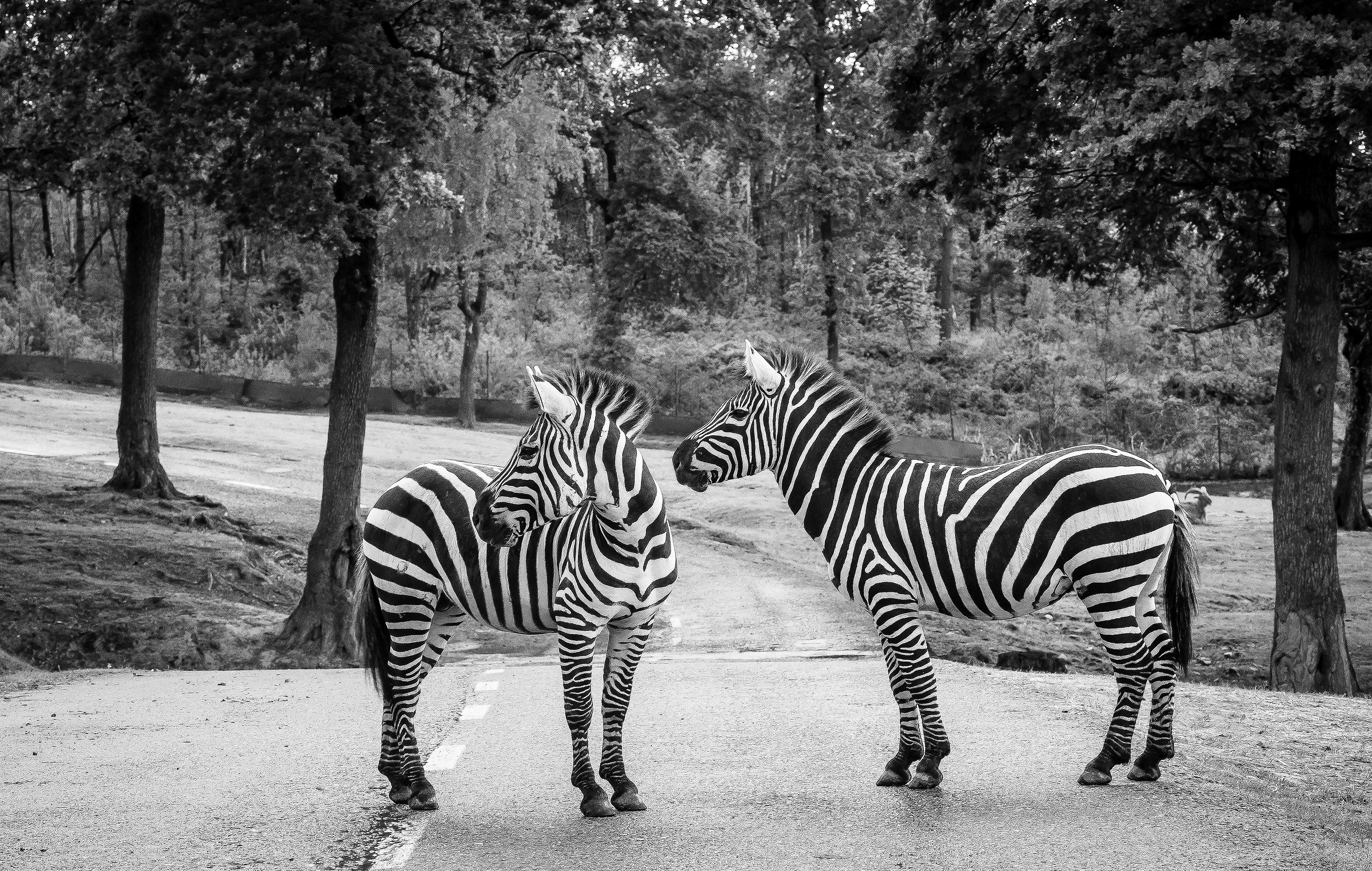 Zebras