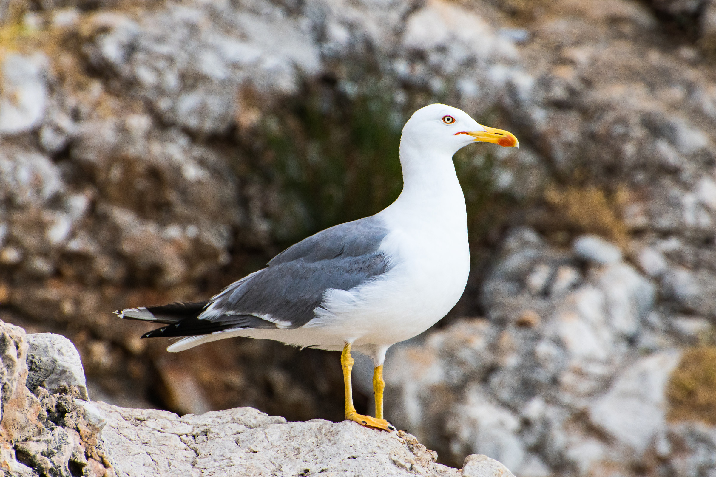 Gabbiano a Cala Capreria