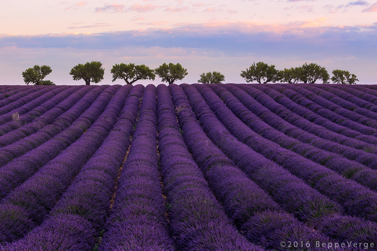 Plateau de Valensole