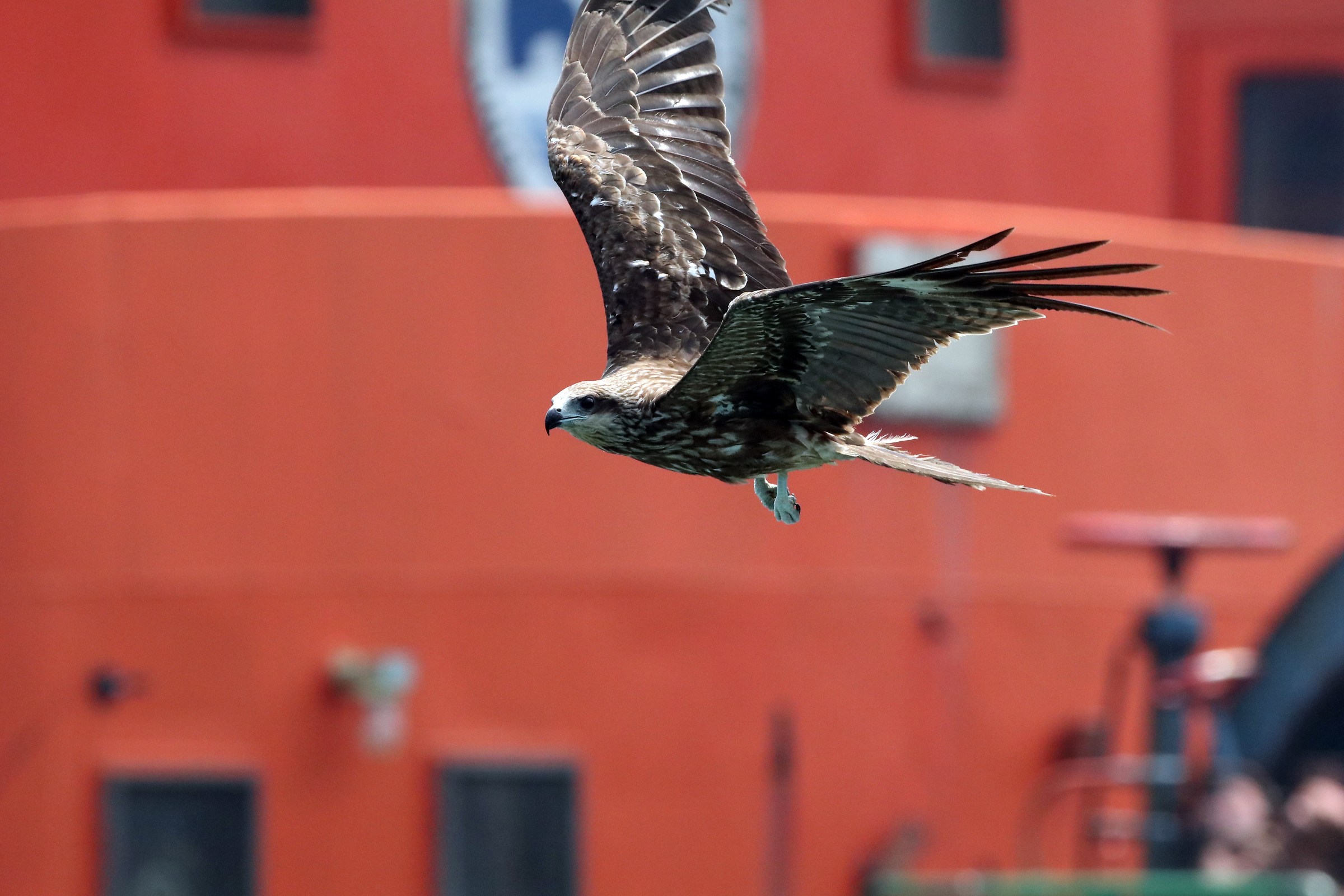 Black Kite/Black-eared Kite