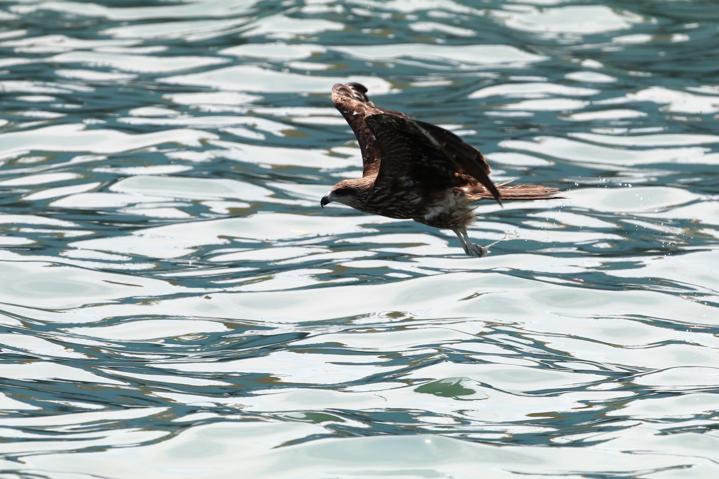 Black Kite/Black-eared Kite