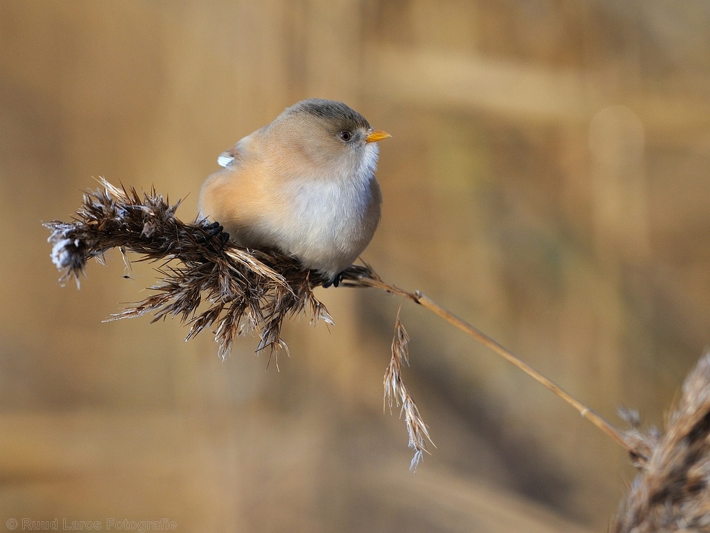Bearded tit