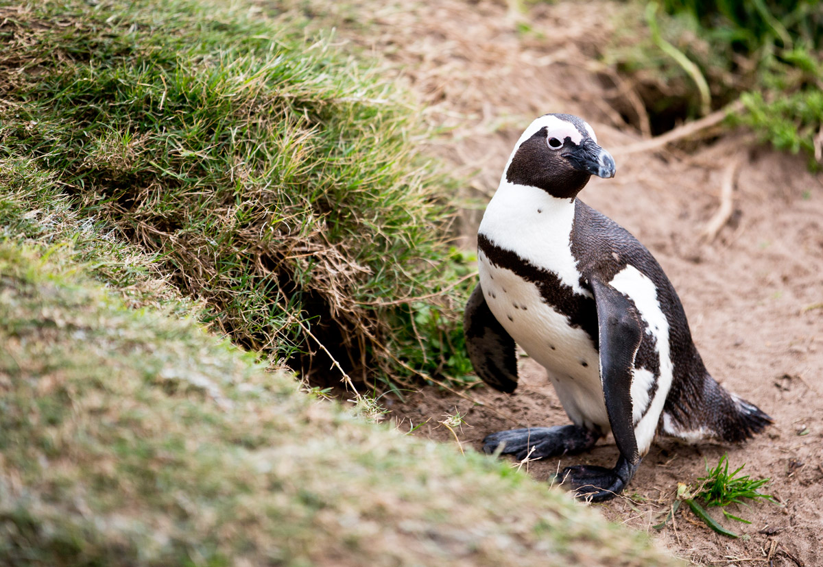 Pinguino Africano (Spheniscus Demersus)