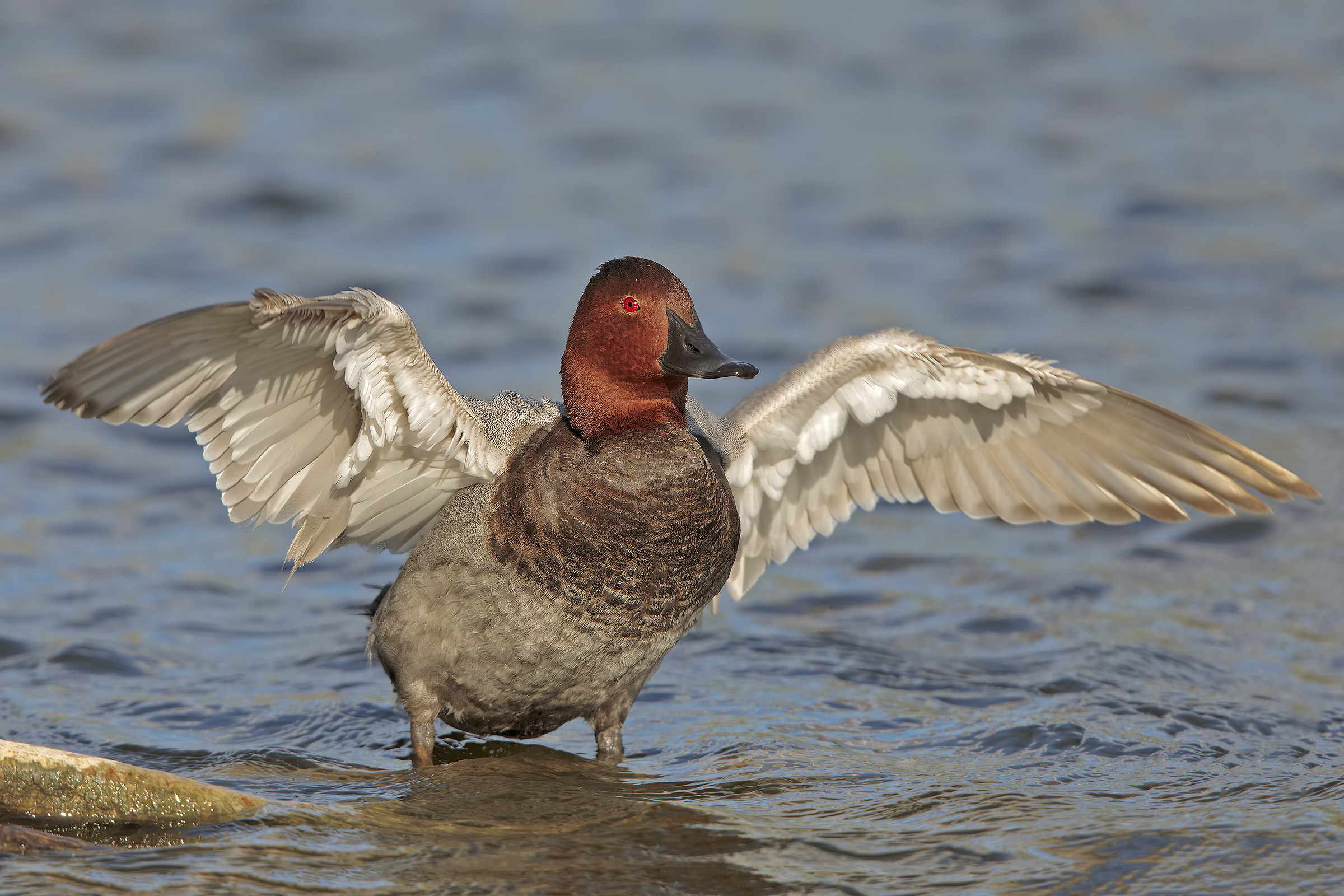 Pochard
