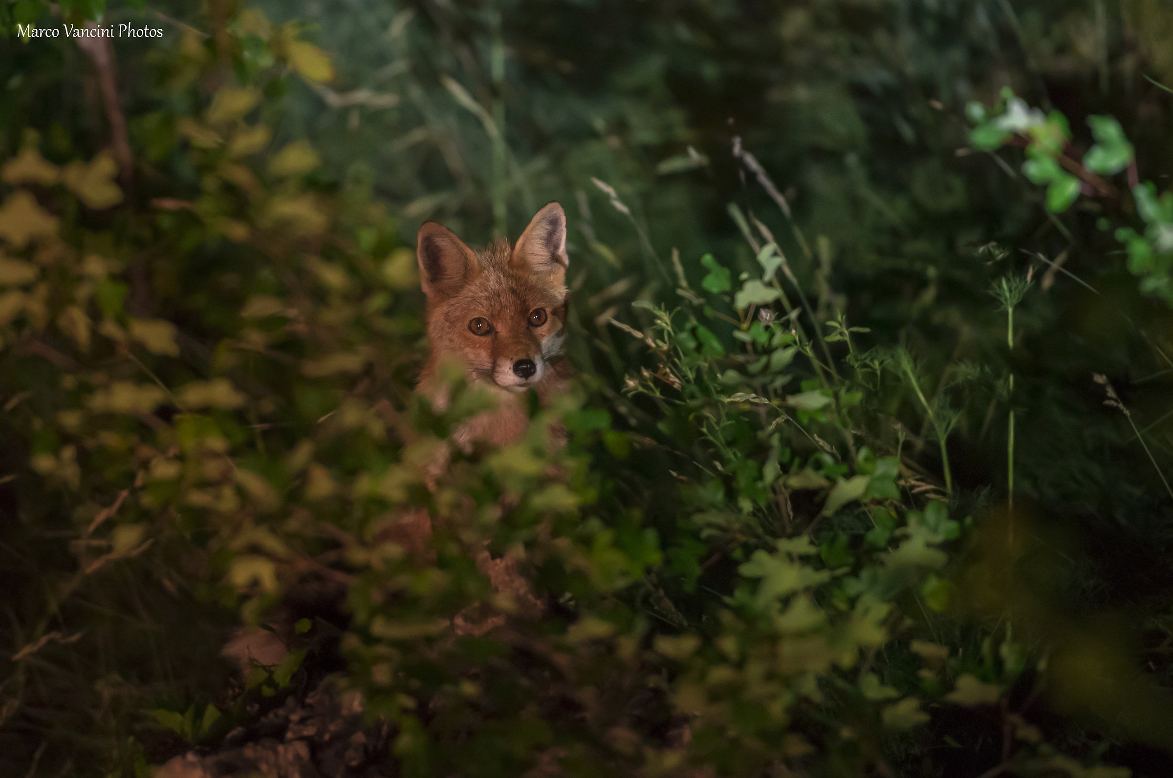 Tra la fitta vegetazione