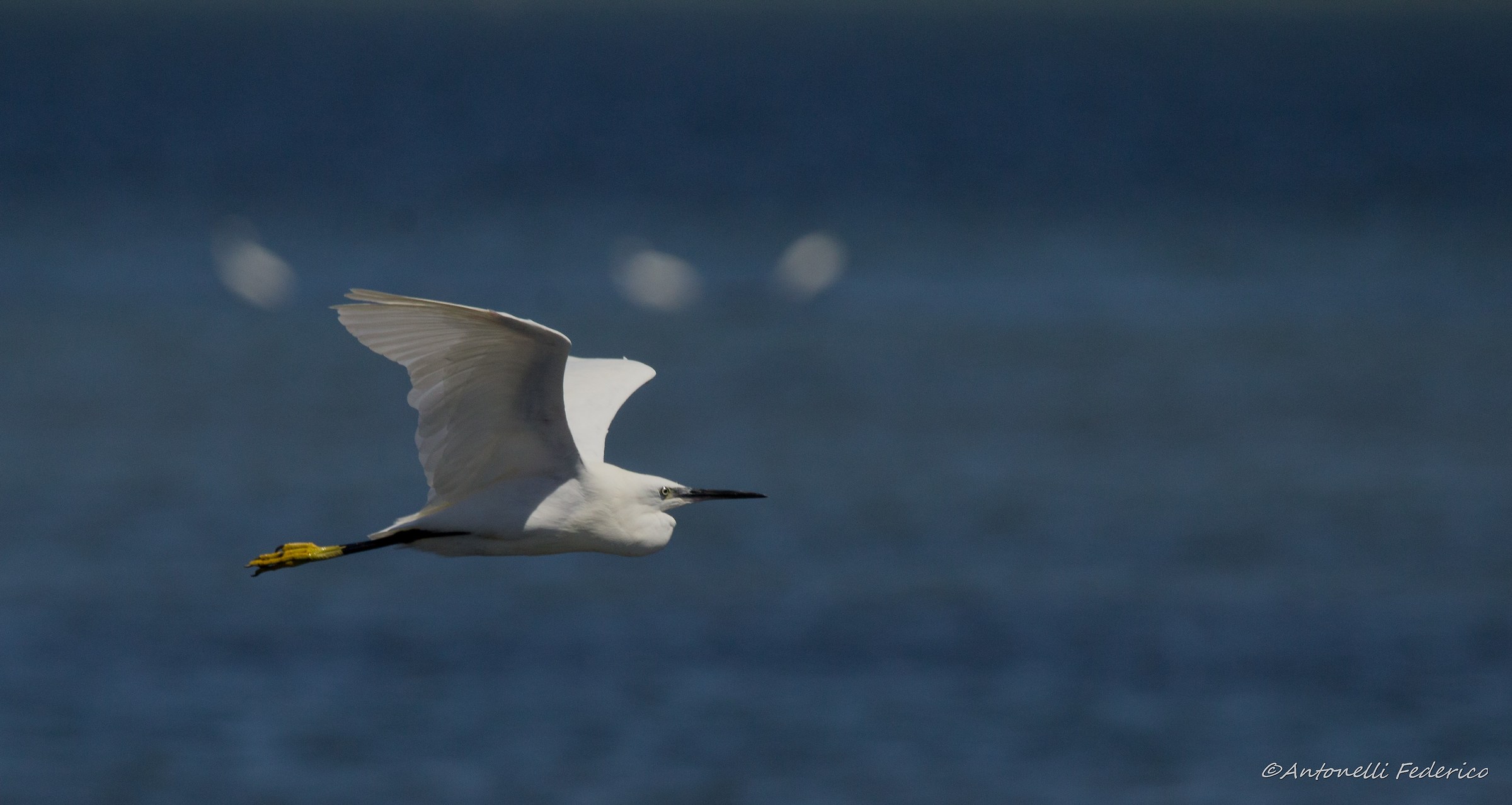 In flight on the lagoon of Orbetello