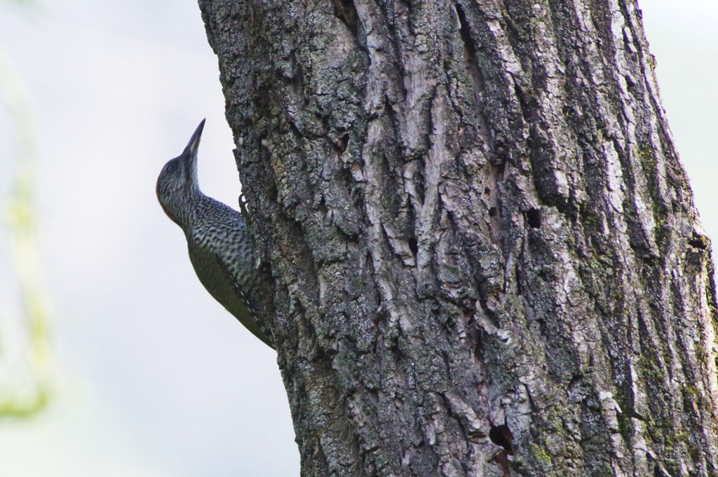 Immaturo di Picchio verde (Picus viridis)