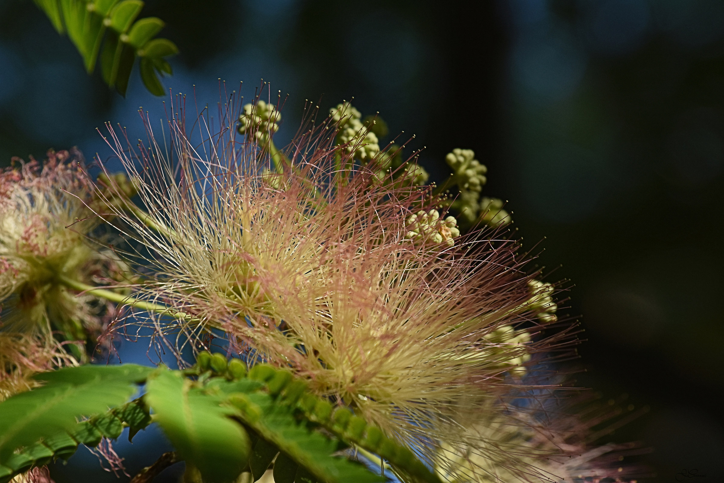 Flowers & Nature