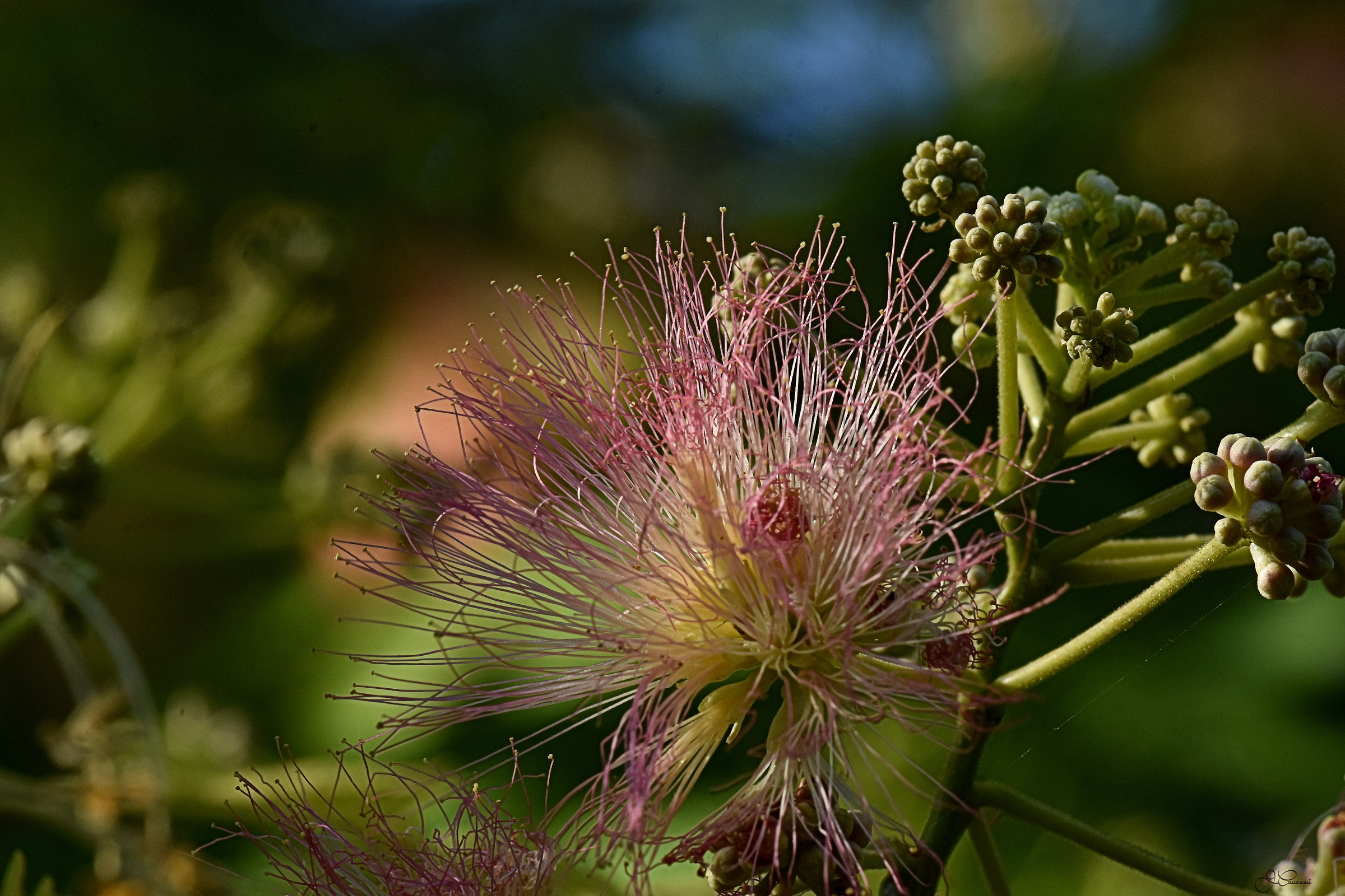 Flowers & Nature