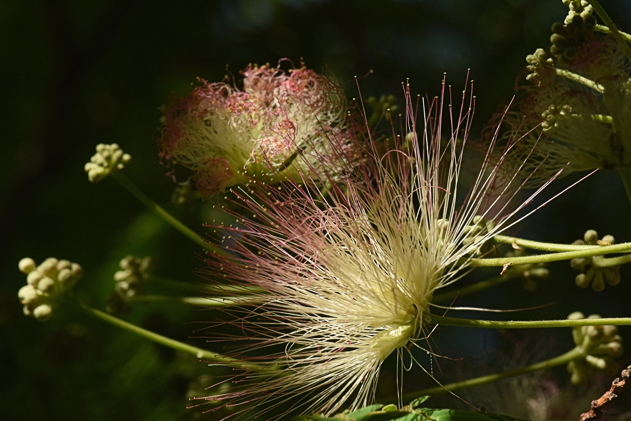 Flowers & Nature