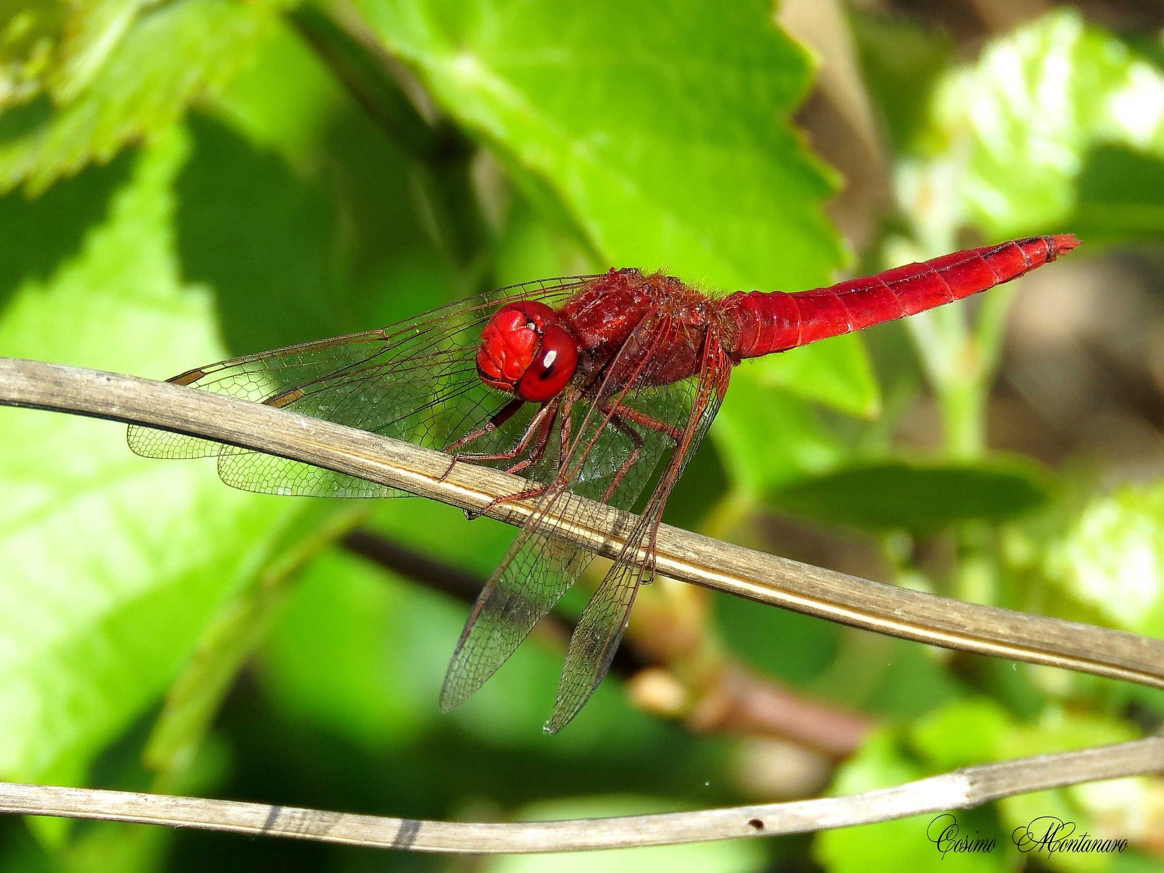 Crocothemis erythraea