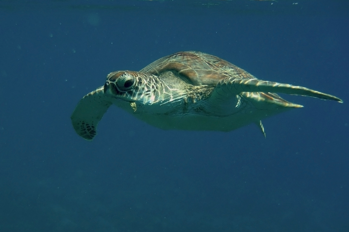 salad between your teeth