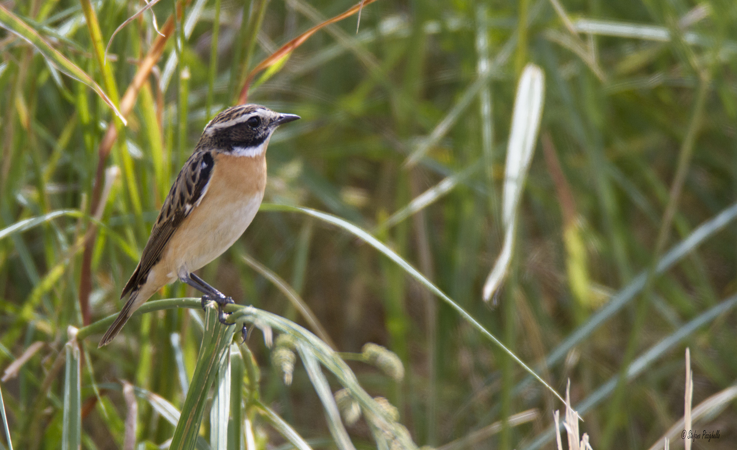 The lightness of the Stiaccino