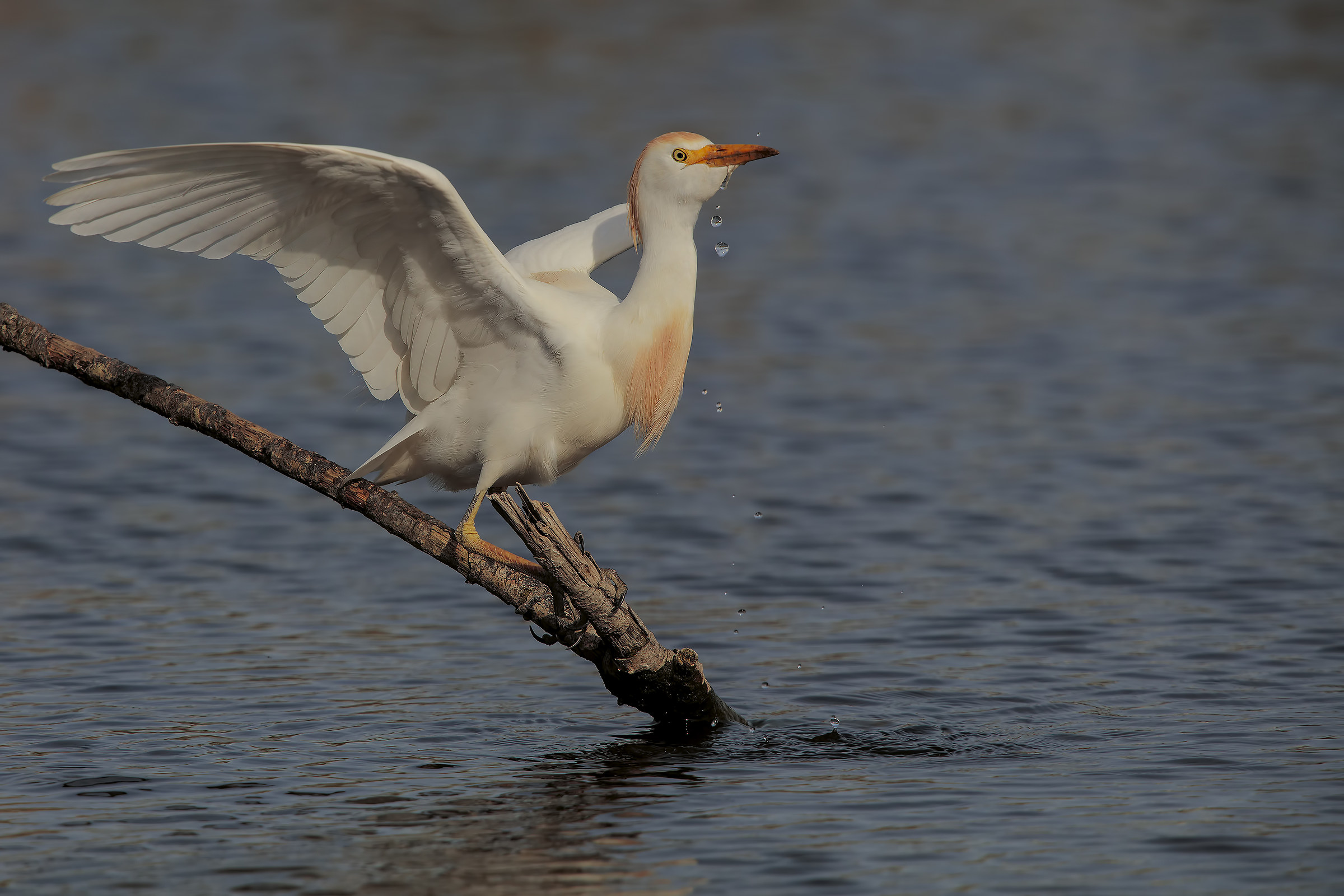 guardabuoi luce buona...