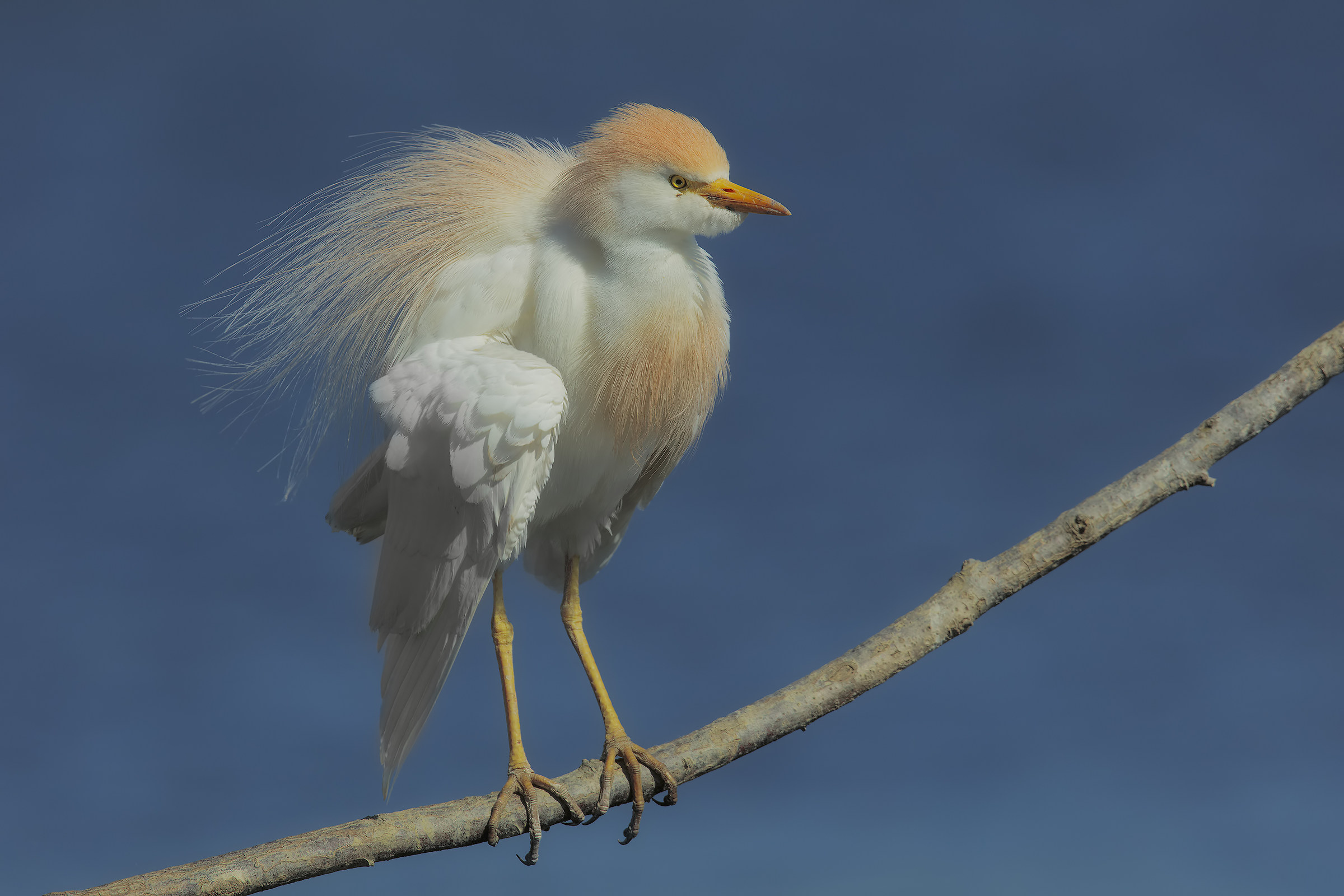 guardabuoi luce buona...2