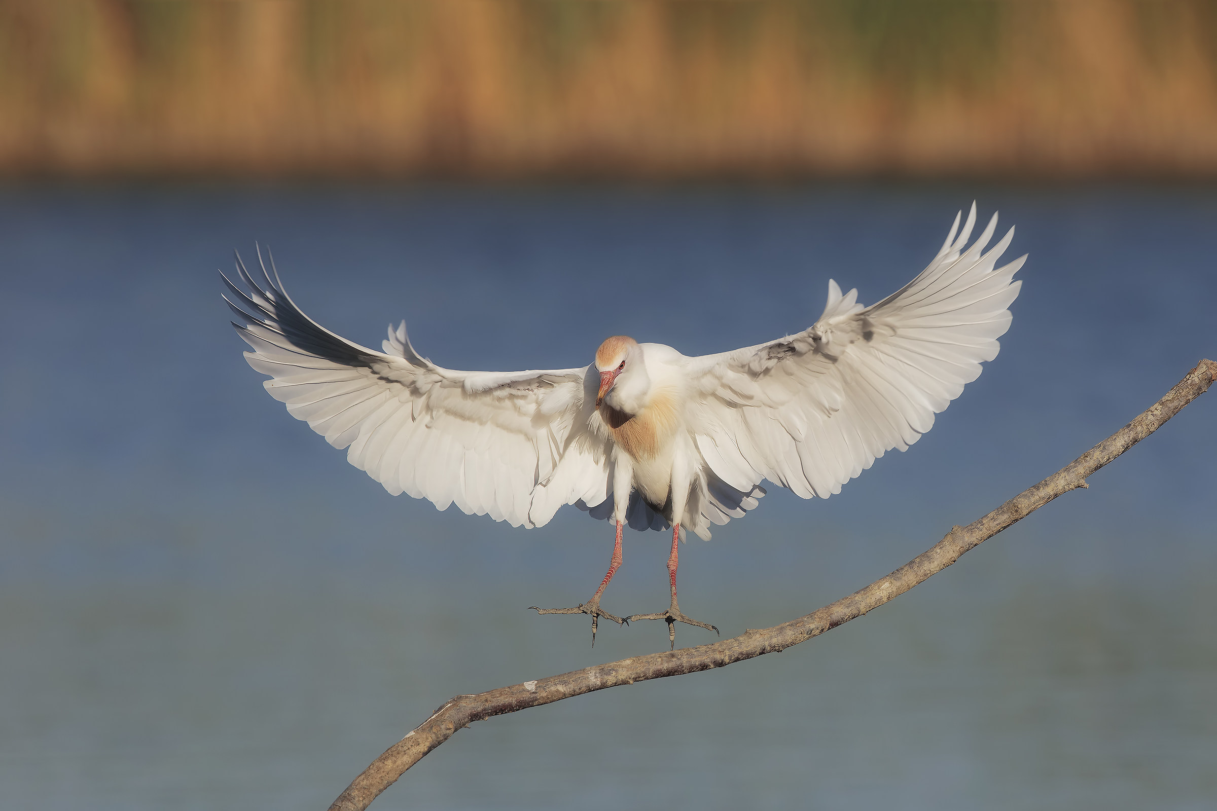 guardabuoi luce buona...6