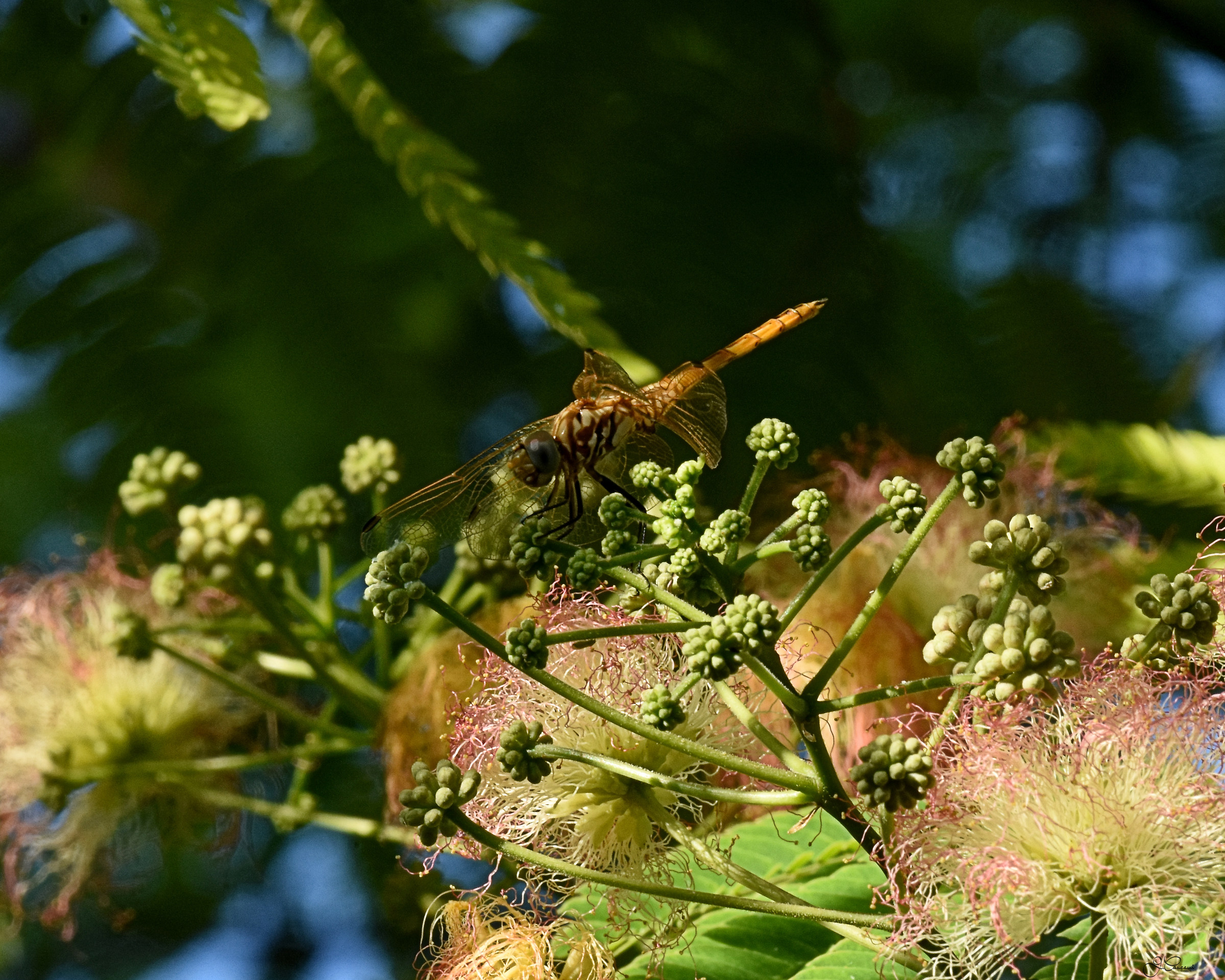 Flowers & Nature