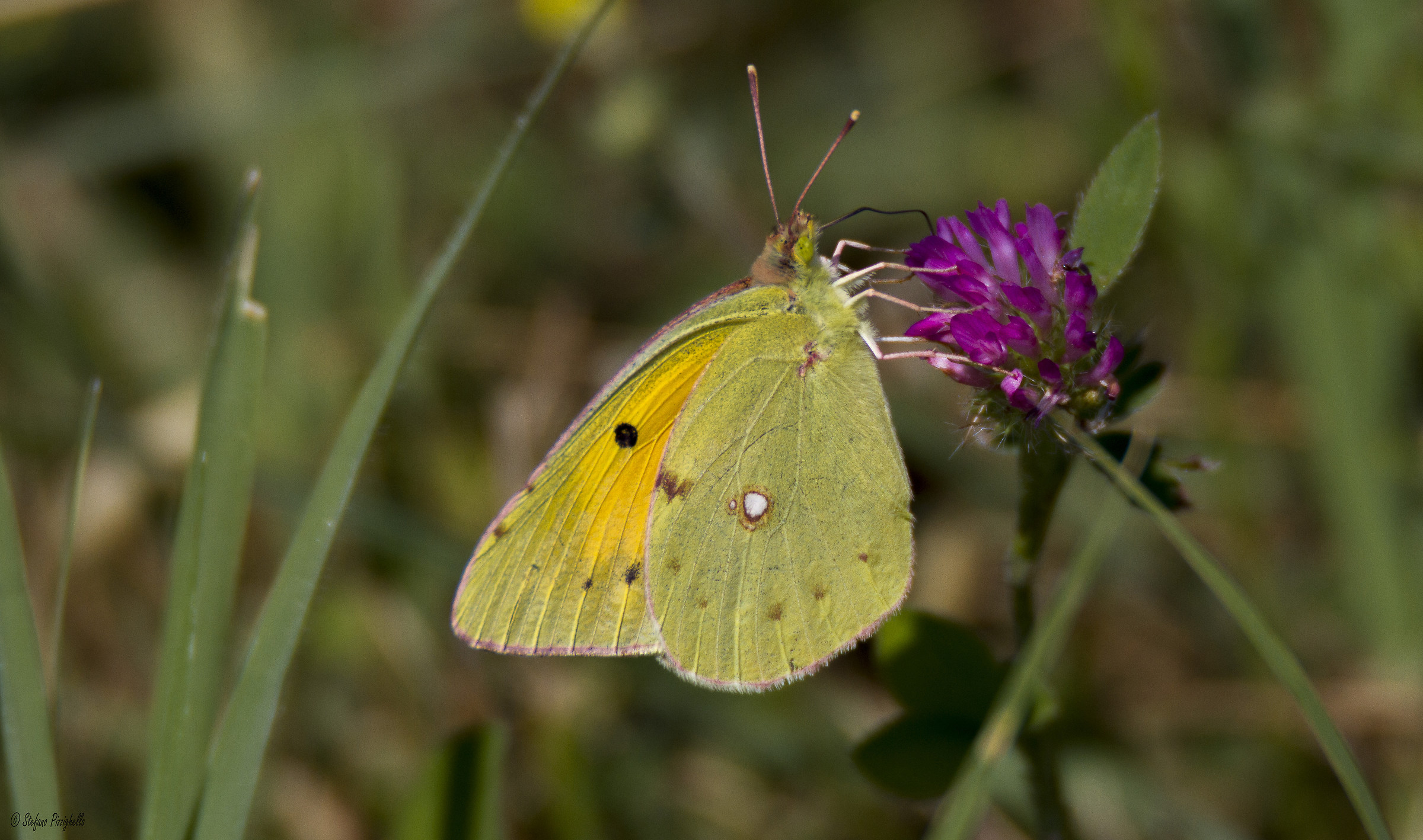 Colias Crocea