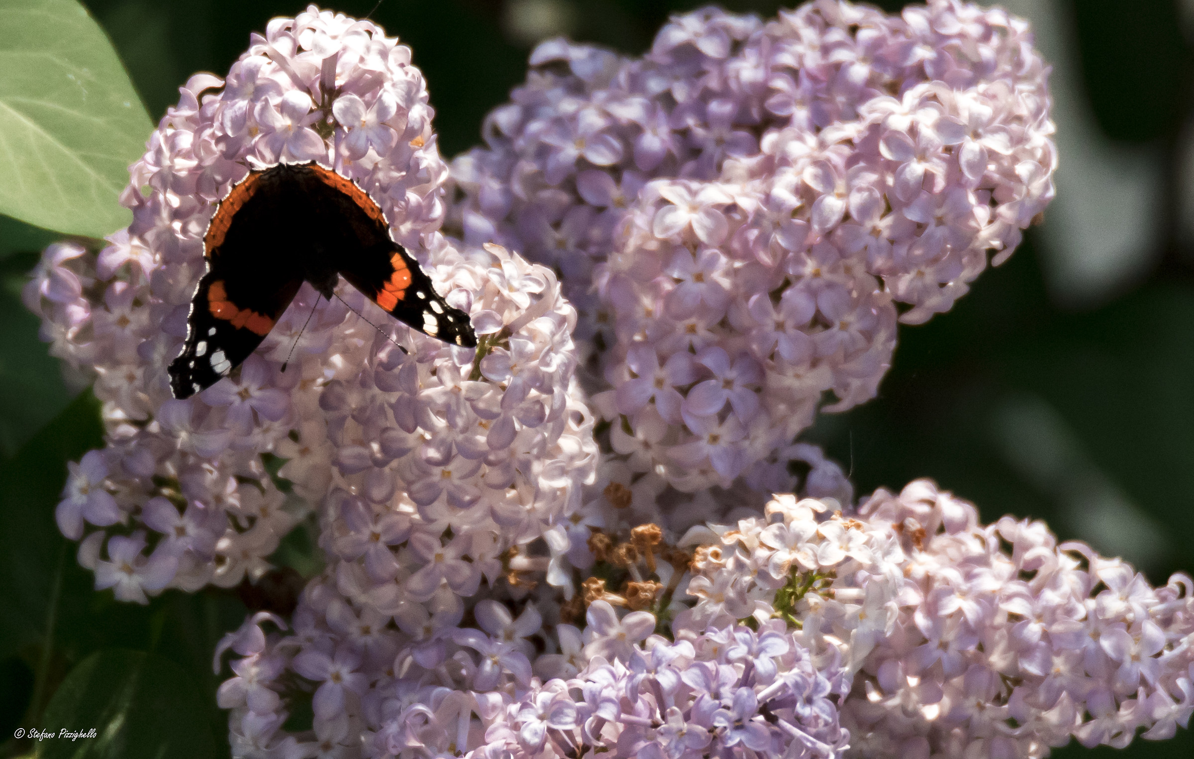 Vanessa Atalanta on Lillà flowers