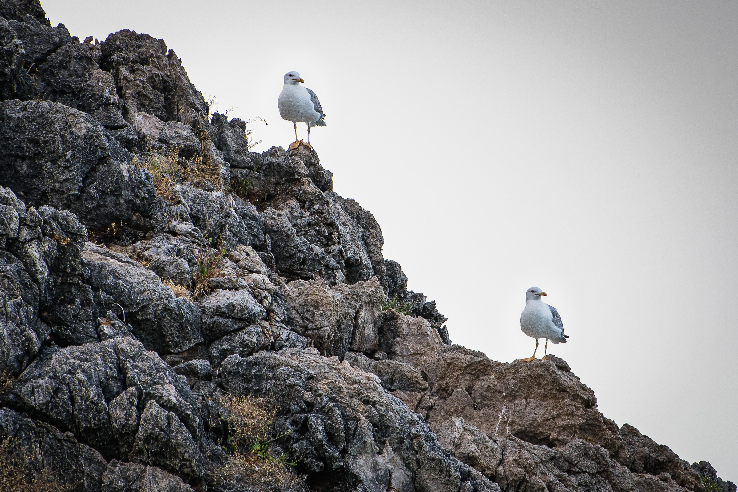 Ma che c'avete da guardà?