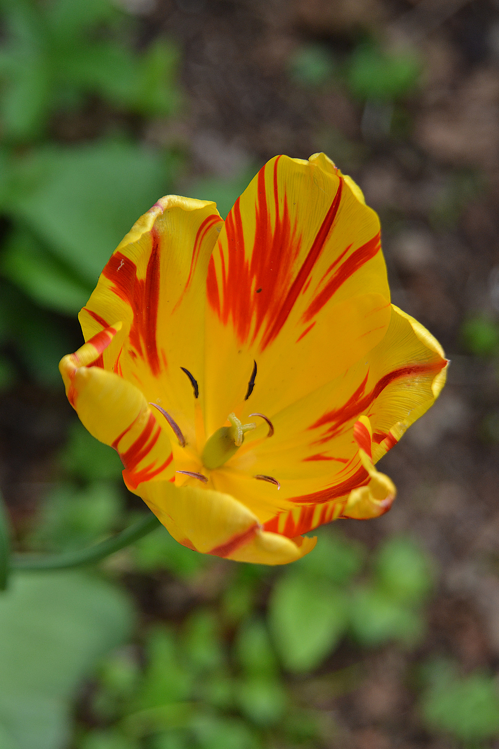 A yellow flower
