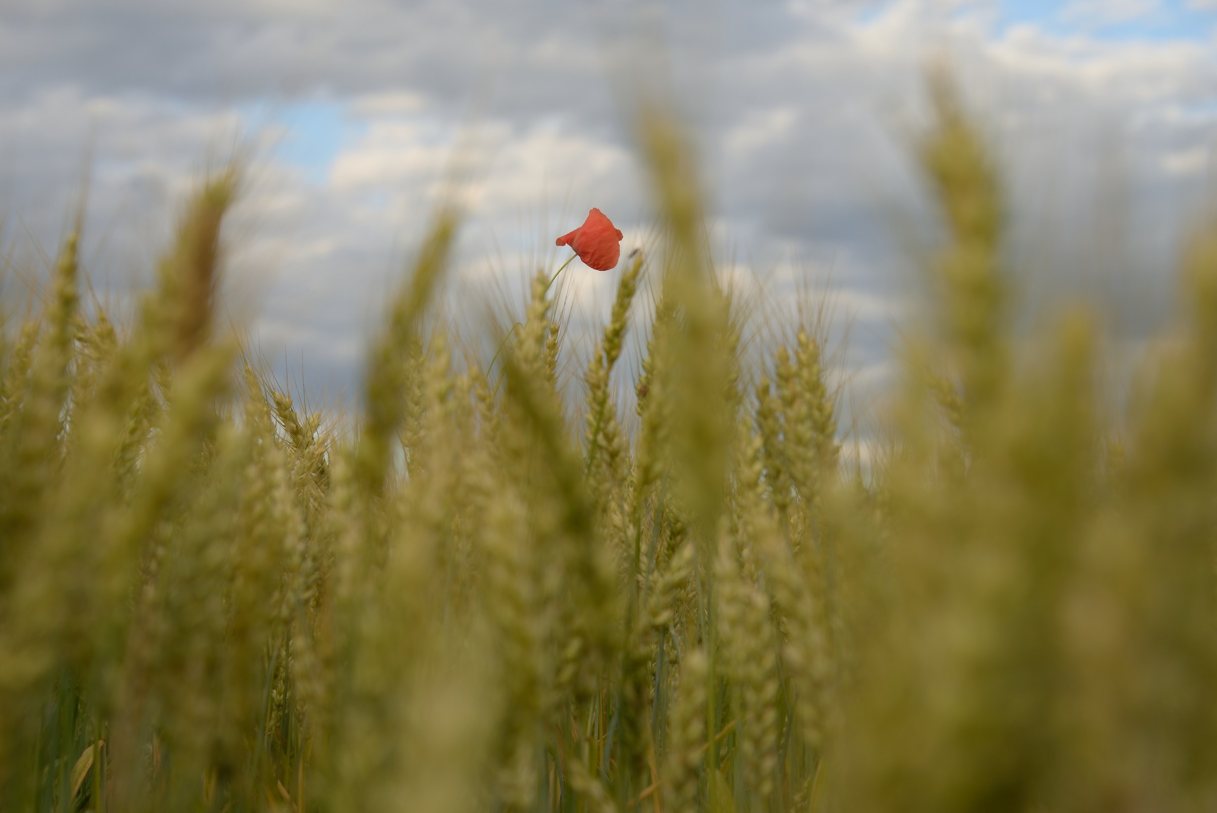 Solo in mezzo al grano