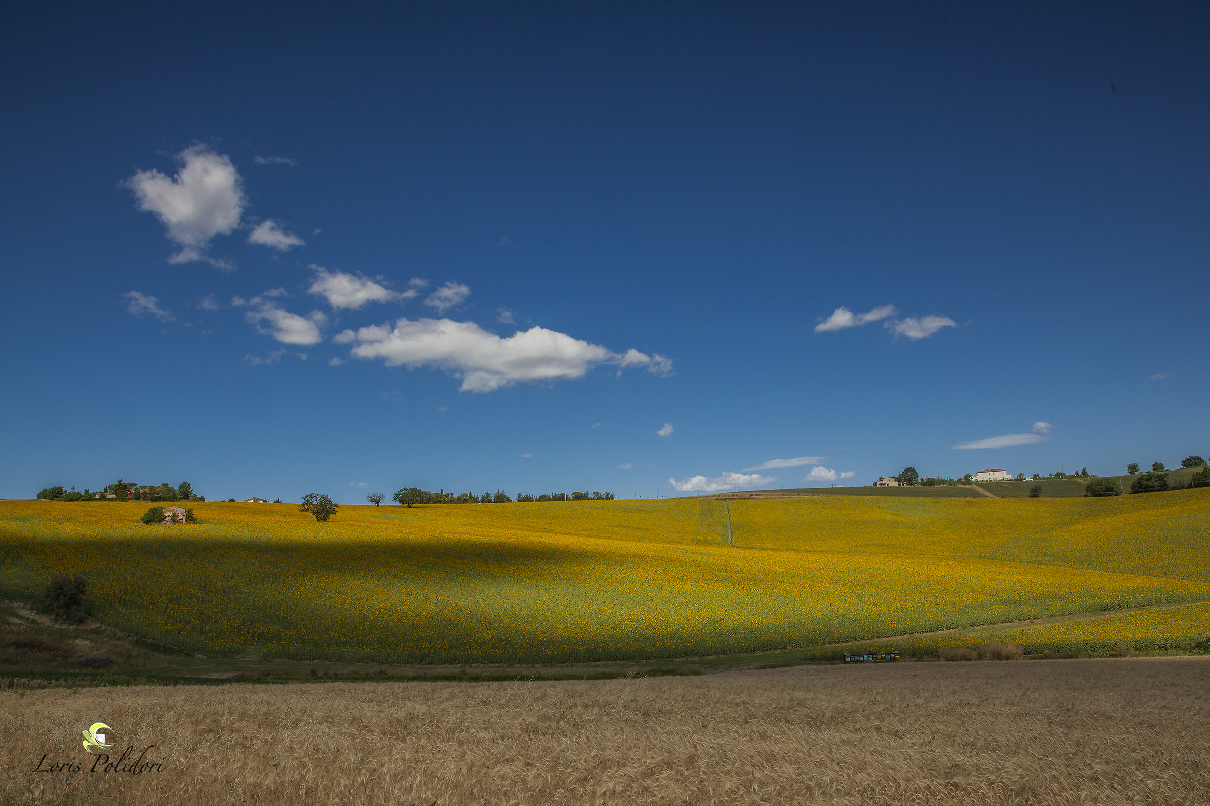 Wheat and sunflowers