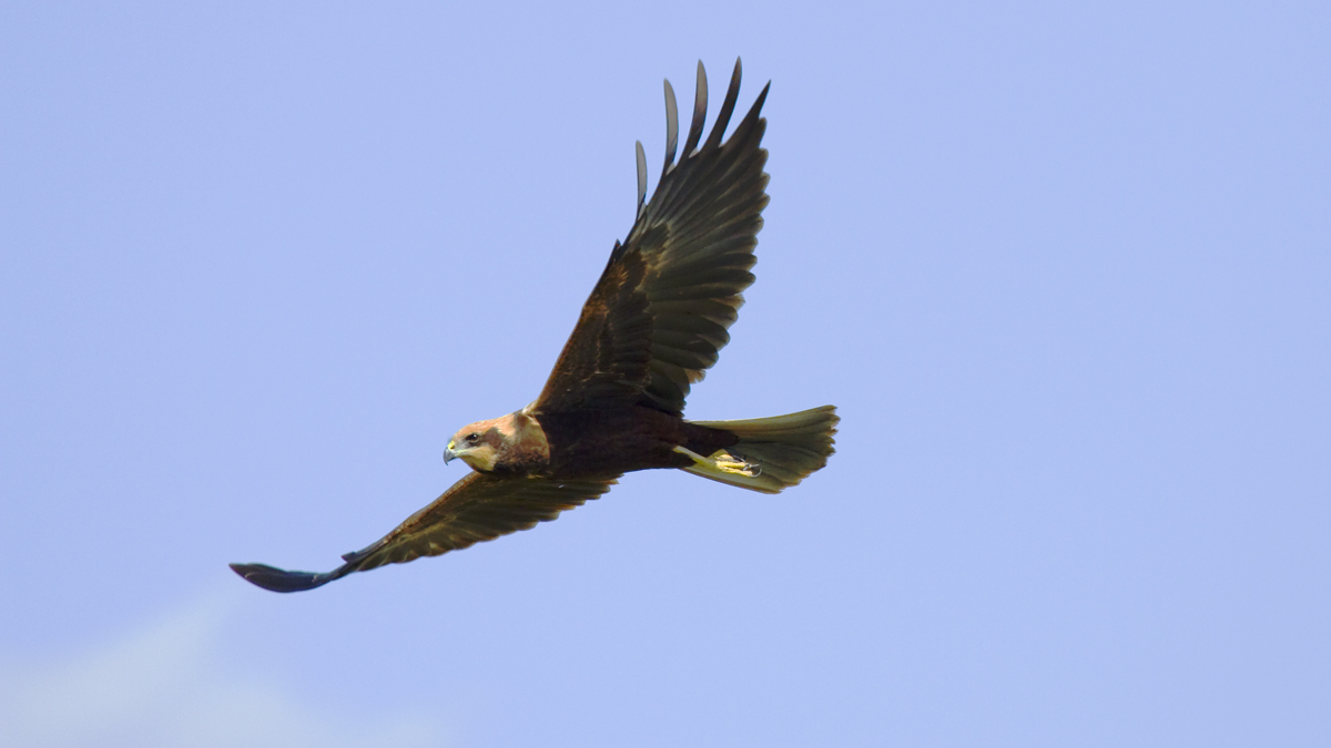 Falco di palude femmina