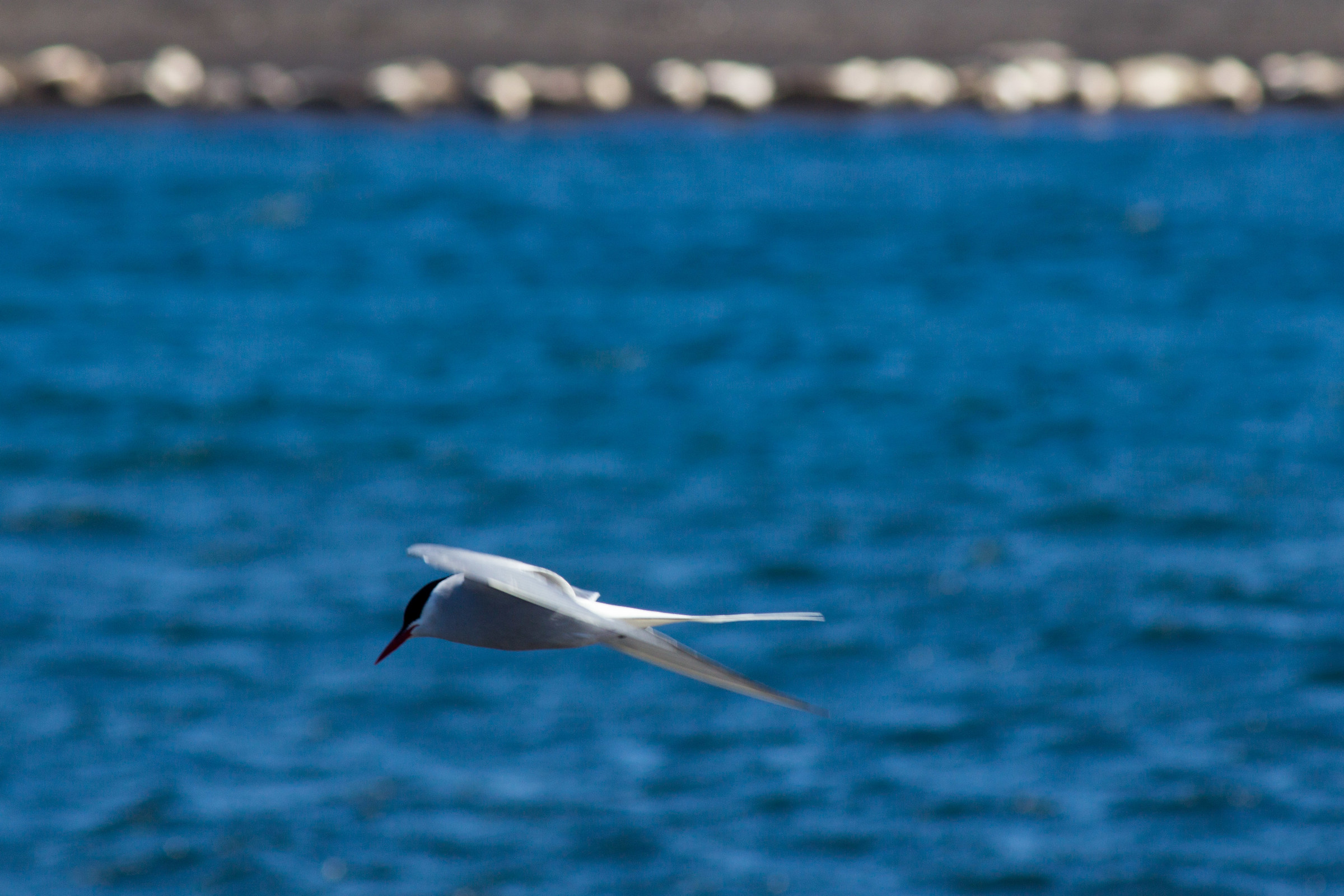 Sterna in flight