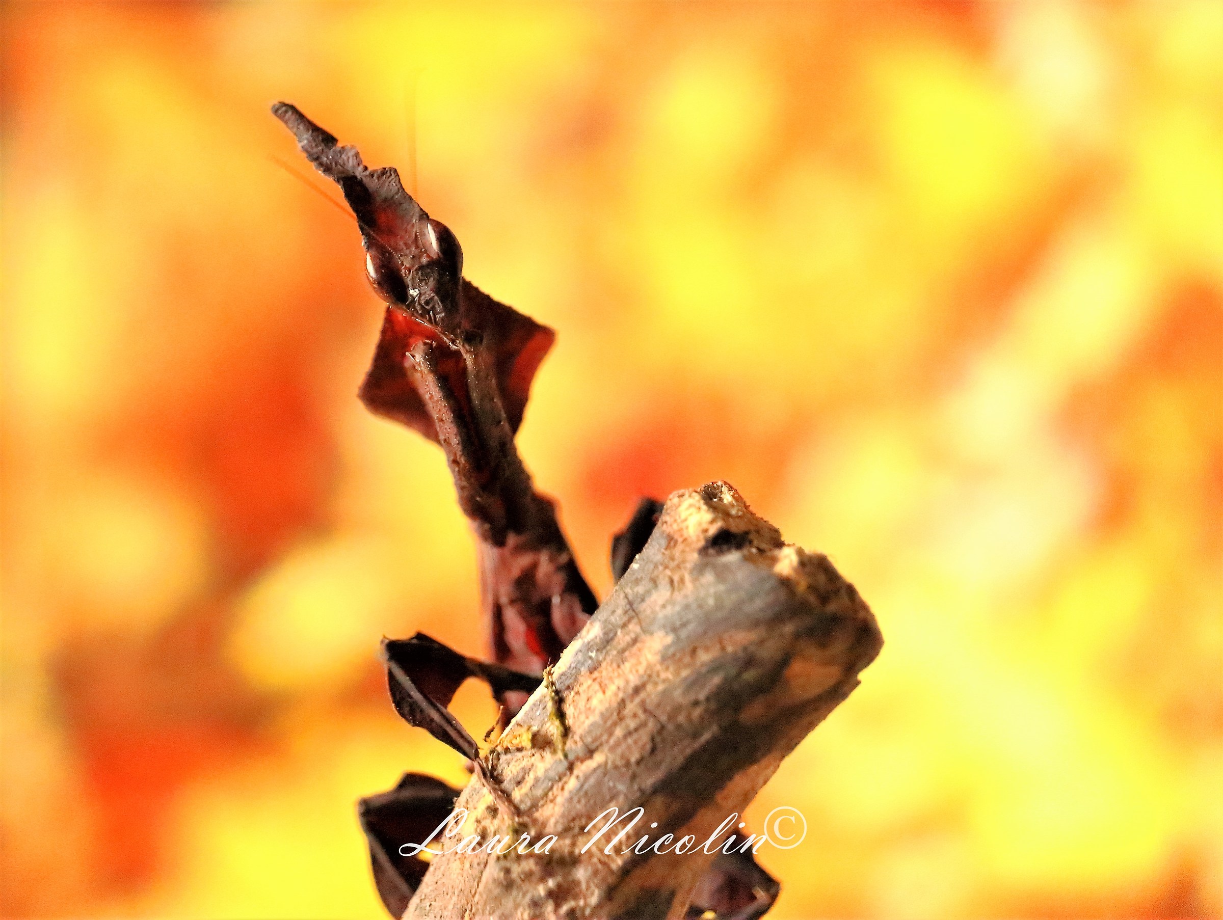 Phyllocrania Paradoxa mantis