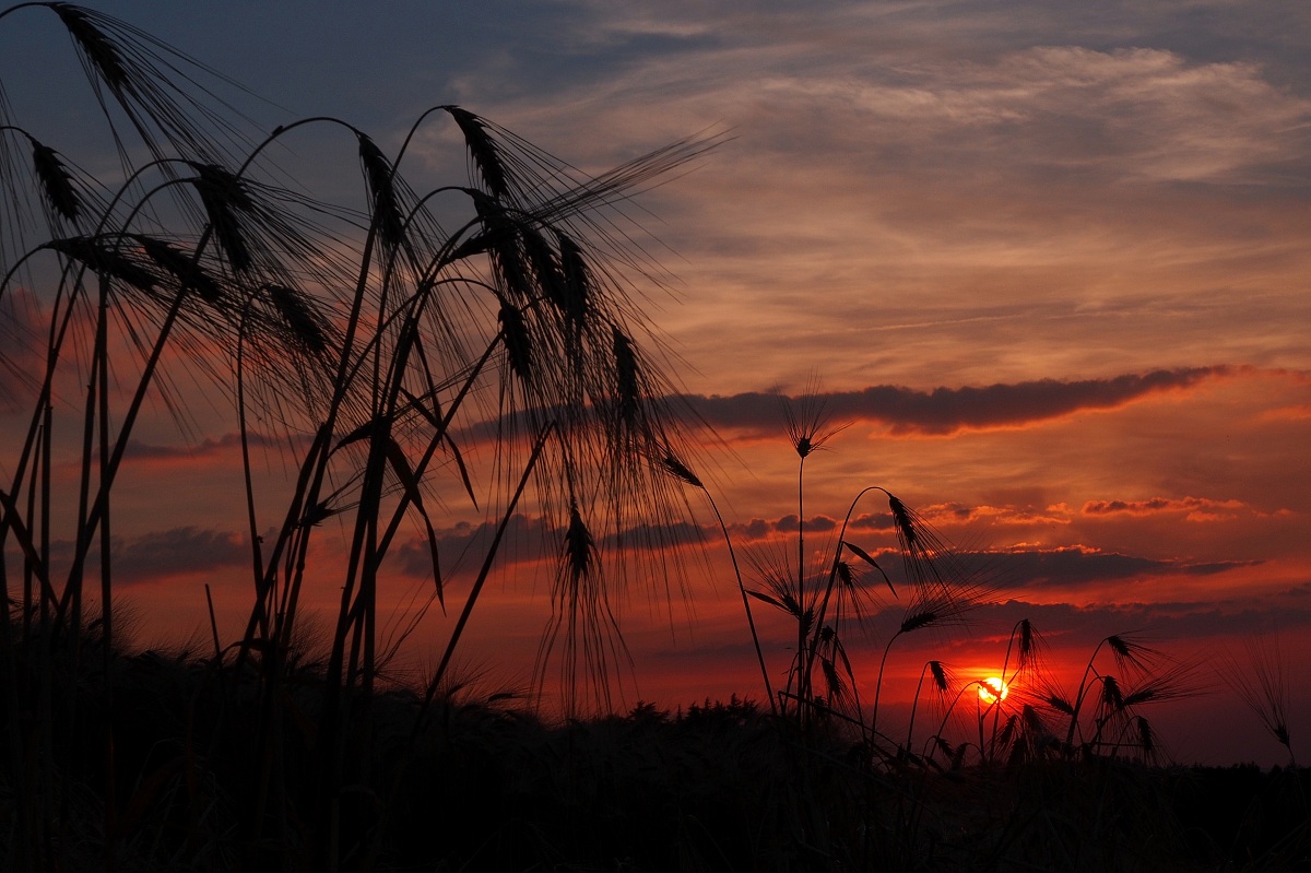 Tramonto con spighe