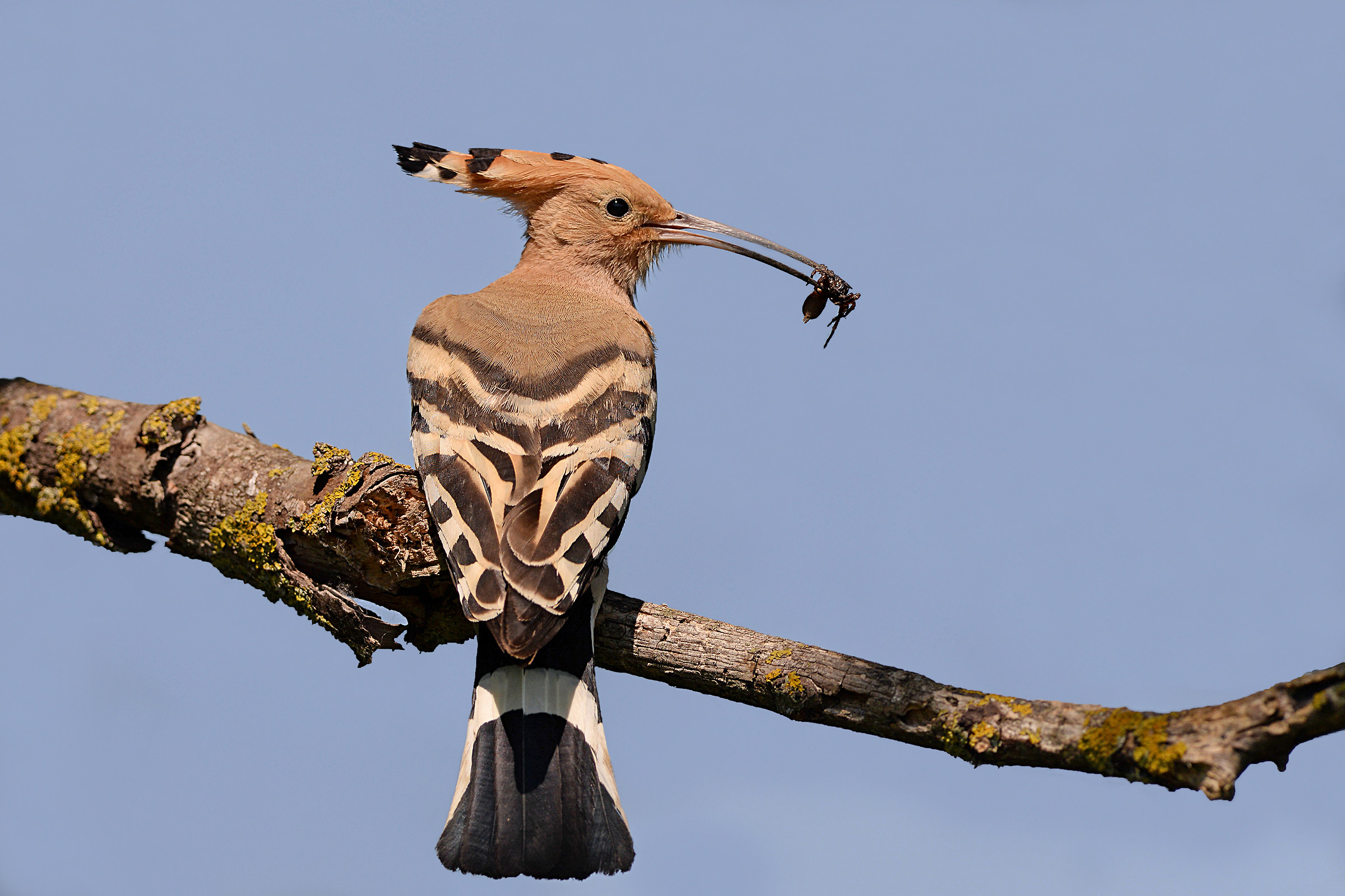 Storie di piume   5  ( Upupa )