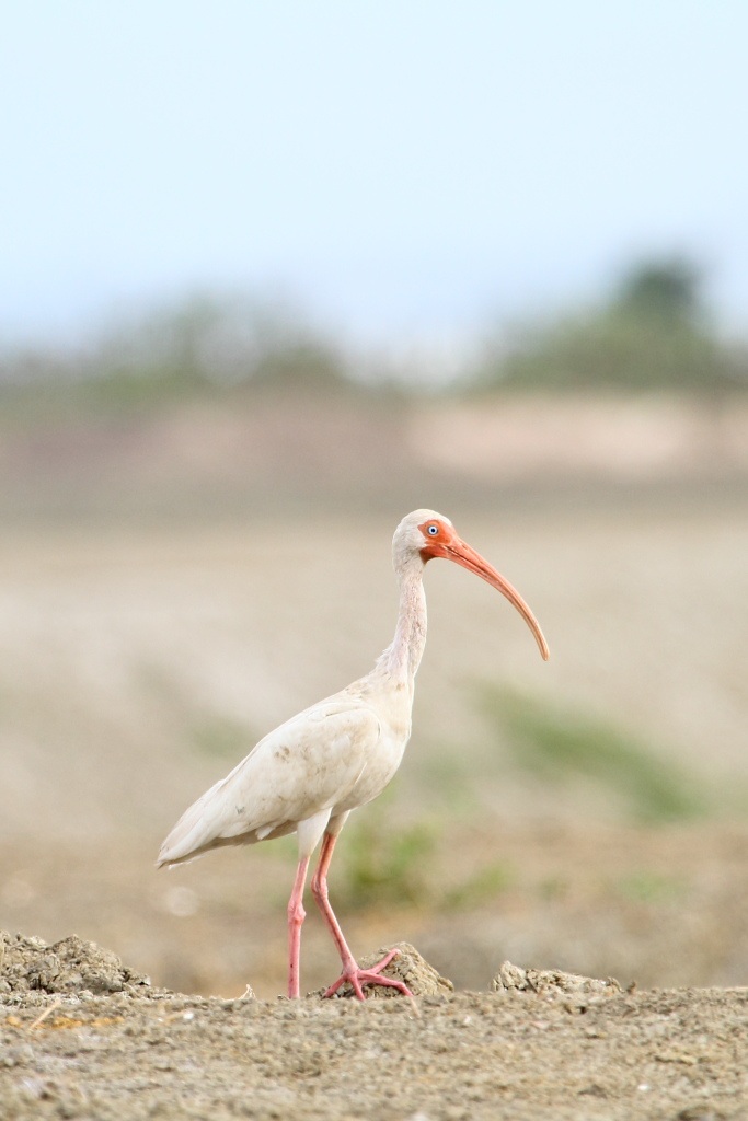 Ibis