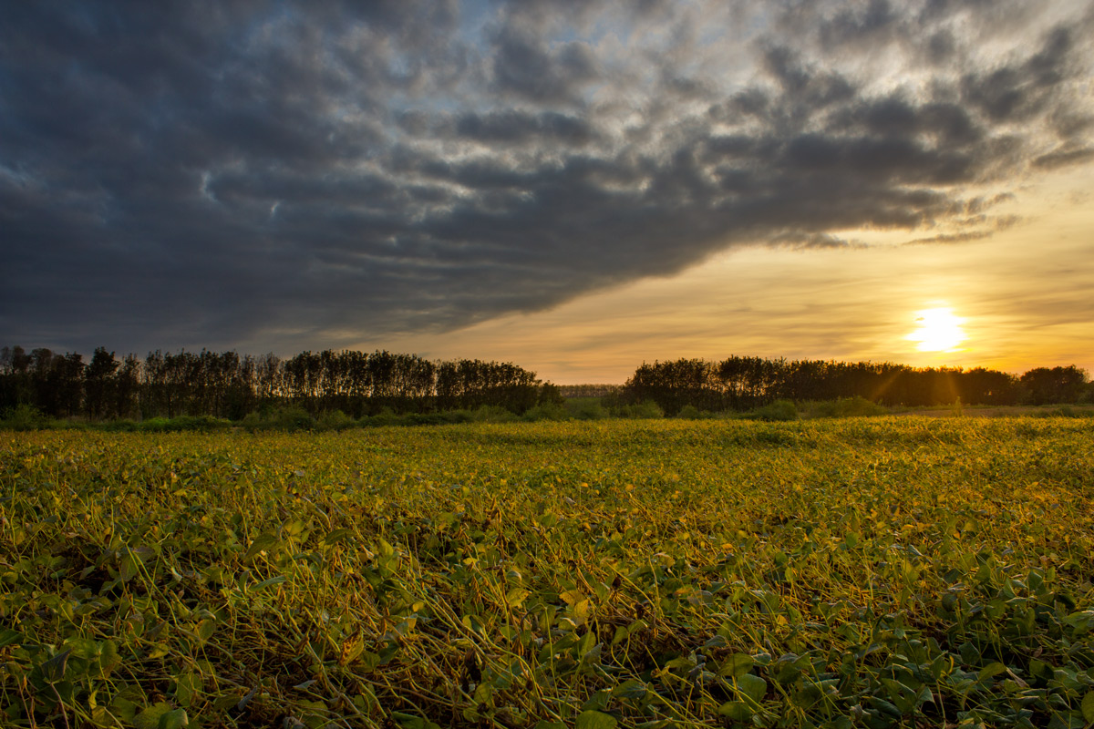 sunset and fields