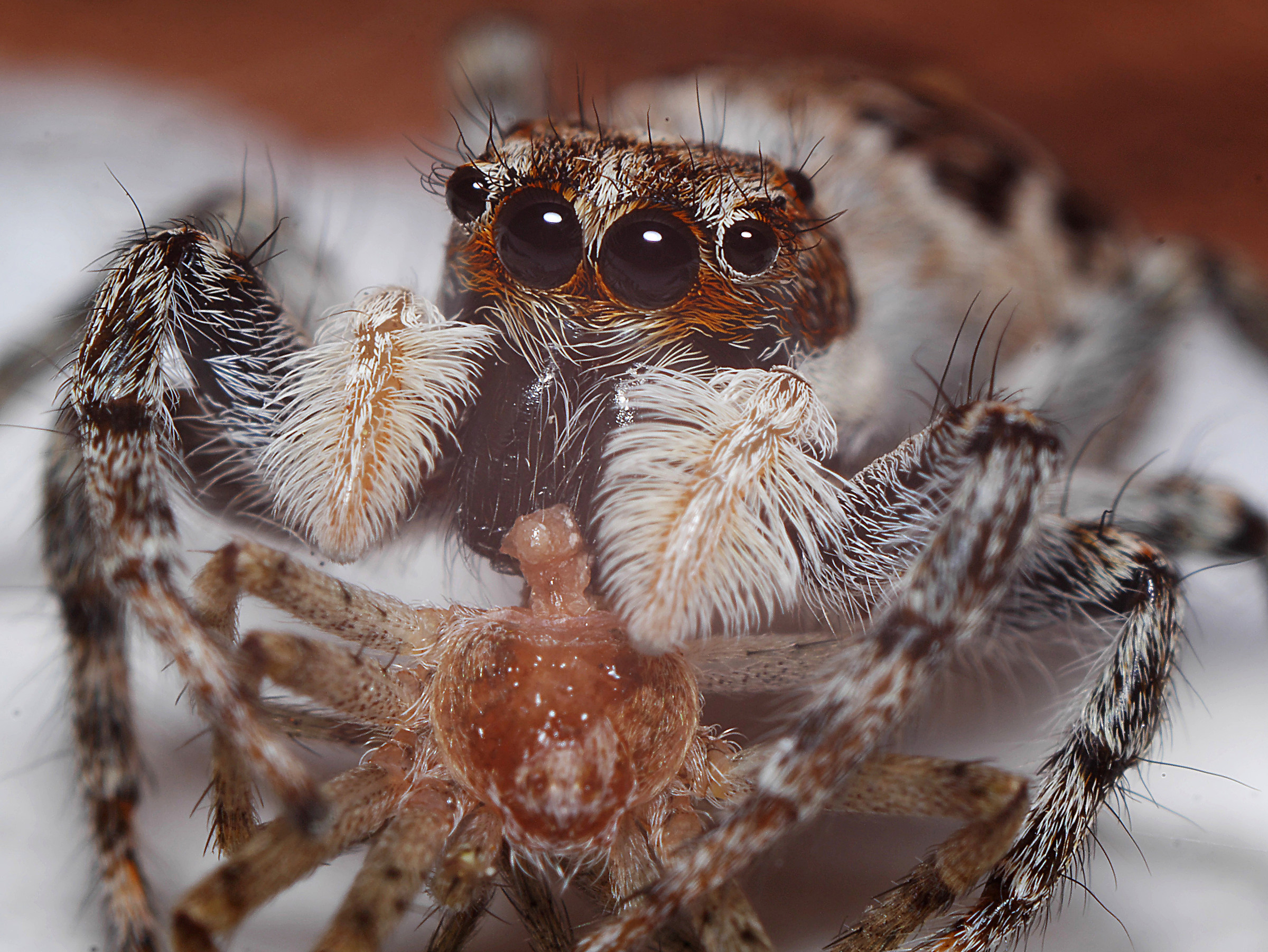 Large spider eating small ...